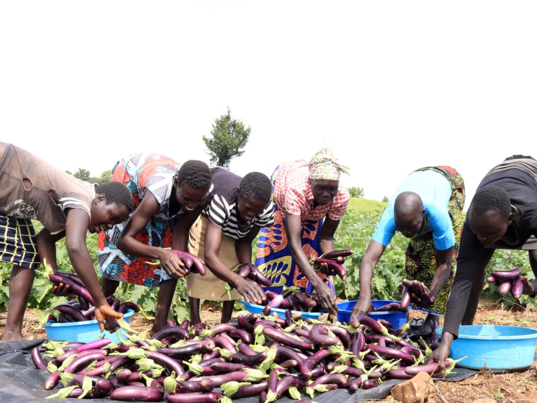 Eggplant / Brinjal